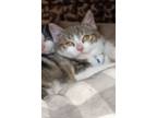 Adopt Granite a Tiger Striped Domestic Shorthair (short coat) cat in Bethpage