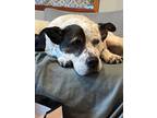 Adopt Betty a White - with Black Cattle Dog / Labrador Retriever / Mixed dog in