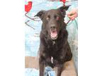 Adopt BONES a Black German Shepherd Dog / Mixed dog in South Lake Tahoe