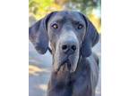 Adopt Thor a Gray/Blue/Silver/Salt & Pepper Great Dane / Mixed dog in Tehachapi