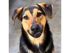 Adopt Reeses a Black Shepherd (Unknown Type) / Mixed dog in El Paso