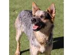 Adopt 55213639 a White Australian Cattle Dog / Mixed dog in El Paso