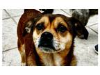 Adopt Ambrosia a Red/Golden/Orange/Chestnut Pug / Beagle dog in Houston
