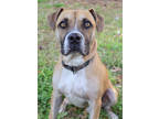 Adopt Mack a Tan/Yellow/Fawn Mixed Breed (Large) / Mixed dog in Thomasville