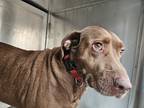 Adopt Stray, S Sunnyview Pt a Brown/Chocolate Mixed Breed (Large) / Mixed dog in