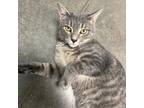 Adopt Miko a Gray or Blue Domestic Shorthair / Domestic Shorthair / Mixed cat in