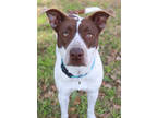 Adopt Ember a White Australian Cattle Dog / Mixed dog in Thomasville