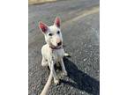 Adopt Xander a White German Shepherd Dog / Mixed dog in Hoffman Estates
