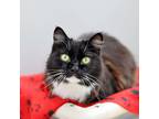 Adopt Audie a All Black Domestic Mediumhair / Domestic Shorthair / Mixed cat in