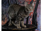 Adopt Origami a Brown or Chocolate Domestic Shorthair / Domestic Shorthair /