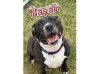 Adopt Nayah a Black American Pit Bull Terrier / Mixed Breed (Medium) / Mixed