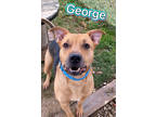 Adopt George a Black Terrier (Unknown Type, Medium) / Mixed Breed (Medium) /