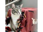 Adopt Tucker a Gray or Blue Domestic Shorthair / Domestic Shorthair / Mixed cat