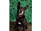 Adopt Tuggy aka Tolbert a Black - with White Border Collie dog in Littleton