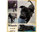 Adopt Minnie a Black American Pit Bull Terrier / Mixed Breed (Medium) / Mixed