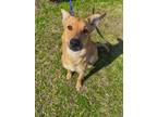 Adopt Cupid a Red/Golden/Orange/Chestnut Mixed Breed (Large) / Mixed dog in