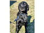Adopt Asha a Black Mixed Breed (Large) / Mixed dog in Savannah, TN (40592666)