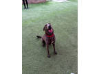 Adopt Brynn a Brown/Chocolate Labrador Retriever / Mixed dog in Glendale