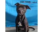 Adopt Pecan a Pit Bull Terrier / Mixed dog in Lexington, KY (40729938)