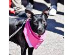 Adopt Loona a Black - with White Mixed Breed (Medium) dog in Vail, AZ (40087549)