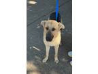 Adopt Fern a Black German Shepherd Dog / Mixed dog in Huntsville, TX (40728928)