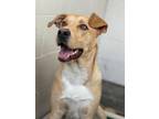 Adopt Beans a Tan/Yellow/Fawn Labrador Retriever / Mixed dog in Huntsville