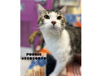 Adopt Pookie -STRAY a Brown Tabby Domestic Shorthair / Mixed Breed (Medium) /