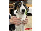 Adopt Karl a Border Collie / Mixed Breed (Medium) / Mixed dog in Heber