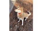 Adopt Shiba a Red/Golden/Orange/Chestnut Husky / Mixed dog in Wautoma