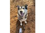 Adopt King a Black Husky / Mixed dog in Wautoma, WI (40727964)