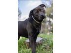 Adopt Lindy a Black Pit Bull Terrier / Labrador Retriever / Mixed dog in