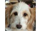 Adopt Sugar Baby a White Dachshund / Mixed dog in San Tan Valley, AZ (40728751)