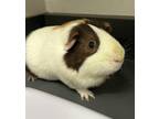 Adopt Snickers * Bonded With Fitz* a Guinea Pig small animal in Sheboygan
