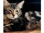 Adopt Bliss a Brown Tabby Domestic Longhair (long coat) cat in Wahiawa