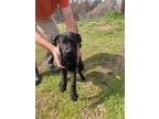 Adopt Bonnie a Mixed Breed (Medium) / Mixed dog in Sylvania, GA (40728395)