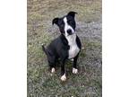 Adopt Kenzie a Black American Staffordshire Terrier / Bull Terrier / Mixed dog