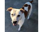 Adopt Hank a White - with Tan, Yellow or Fawn Australian Cattle Dog / Mixed dog