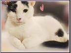Adopt Jade a Black & White or Tuxedo Devon Rex (short coat) cat in Ocala