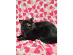 Adopt Tessy a All Black Domestic Shorthair / Domestic Shorthair / Mixed cat in