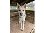 Adopt Beau 2-1-24 a Tan/Yellow/Fawn Husky / Terrier (Unknown Type