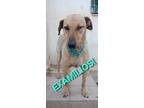 Adopt Examilios a Tan/Yellow/Fawn - with Black German Shepherd Dog / Mixed dog