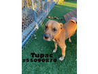 Adopt Tupac- Stray a Tan/Yellow/Fawn American Pit Bull Terrier / Mixed dog in