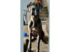 Adopt Duke (23-068) a Gray/Blue/Silver/Salt & Pepper Great Dane / Mixed dog in