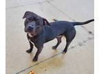 Adopt Panther a Black American Staffordshire Terrier / Mixed dog in Taylor