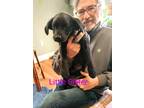 Adopt Little Sister a Black Labrador Retriever / Mutt / Mixed dog in Shelby