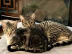 Adopt Scrappy a Brown Tabby Domestic Shorthair (short coat) cat in Bronson