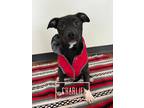 Adopt Charlie5 a Black - with White Lancashire Heeler / Pit Bull Terrier dog in