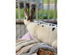 Adopt Jr Mint a White Mini Rex / Mixed (short coat) rabbit in Springfield