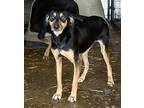 Adopt Cheyenne a Labrador Retriever / Hound (Unknown Type) / Mixed dog in