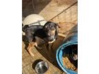 Adopt Shawnee a Labrador Retriever / Hound (Unknown Type) / Mixed dog in
